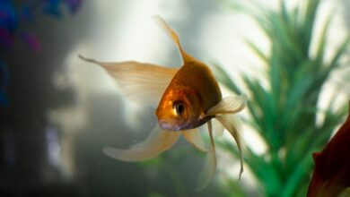 Unveiling the Mysteries of Goldfish Growth: Genetics, Environment, and Tank Size
